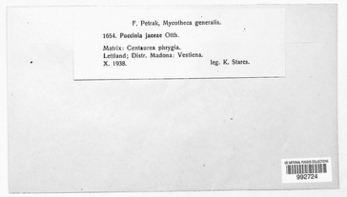 Puccinia jaceae image